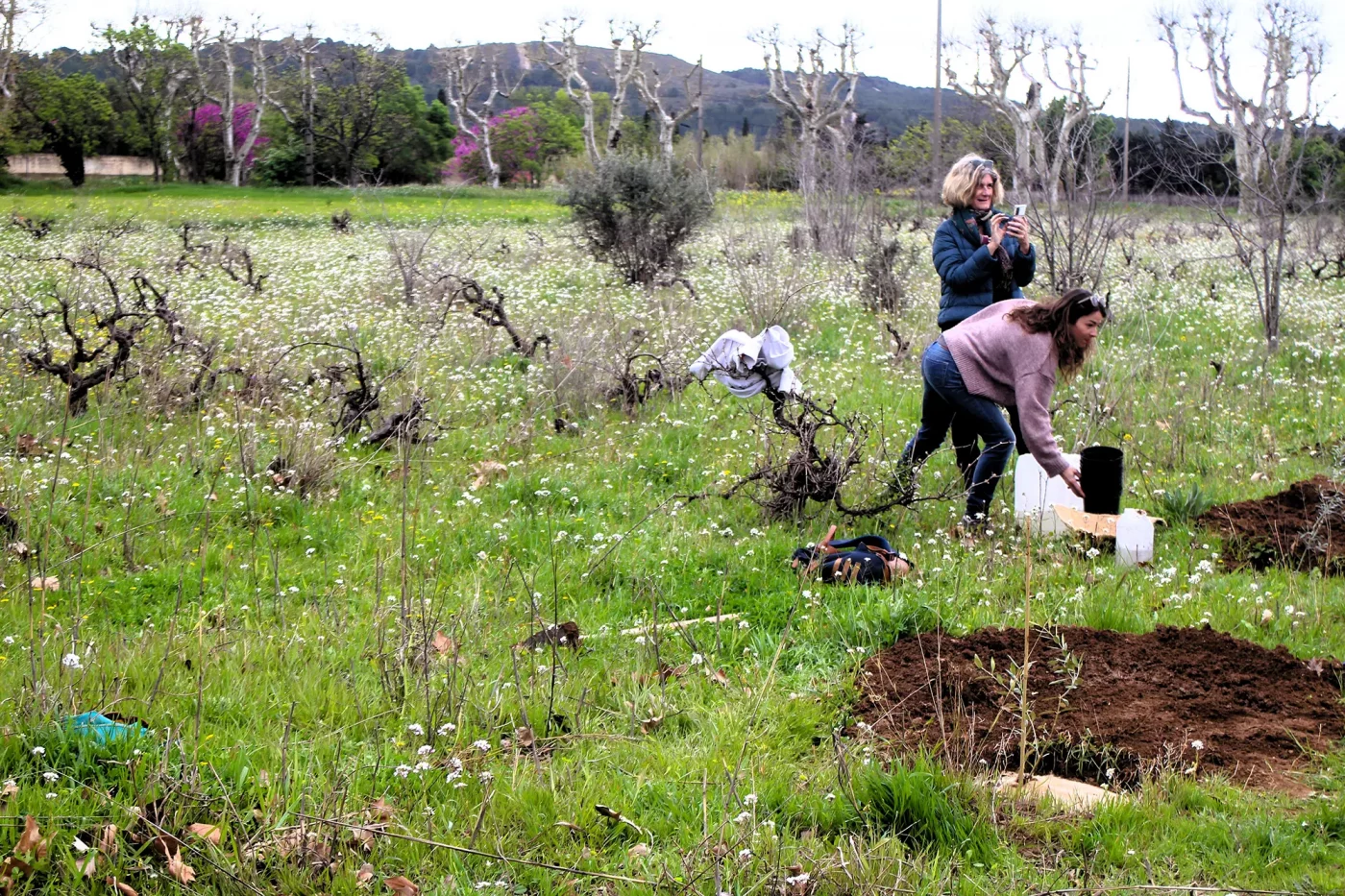 mise en terre des plants doliviers domaine roustan10