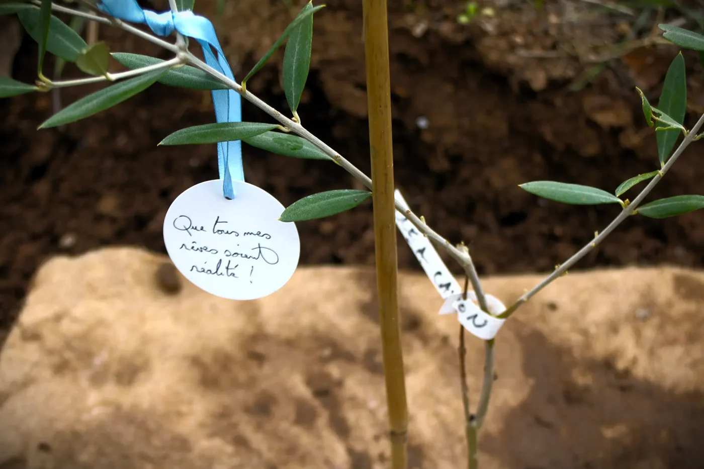 mise en terre des plants doliviers domaine roustan11