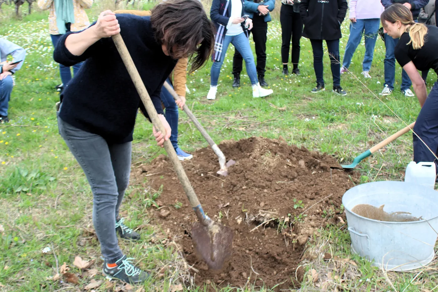 mise en terre des plants doliviers domaine roustan2