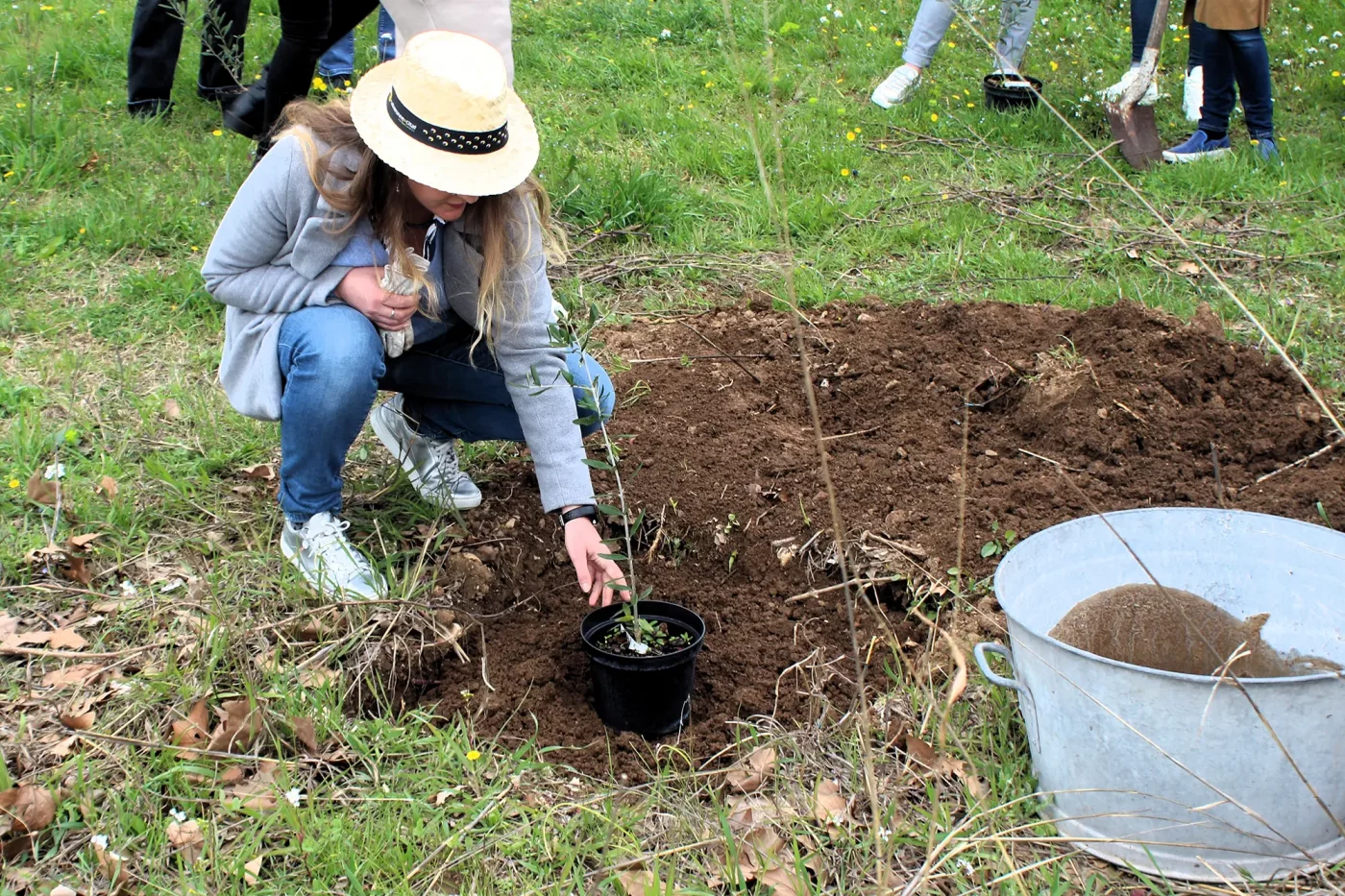 mise en terre des plants doliviers domaine roustan3