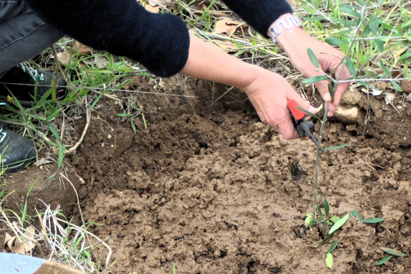 mise en terre des plants doliviers domaine roustan5