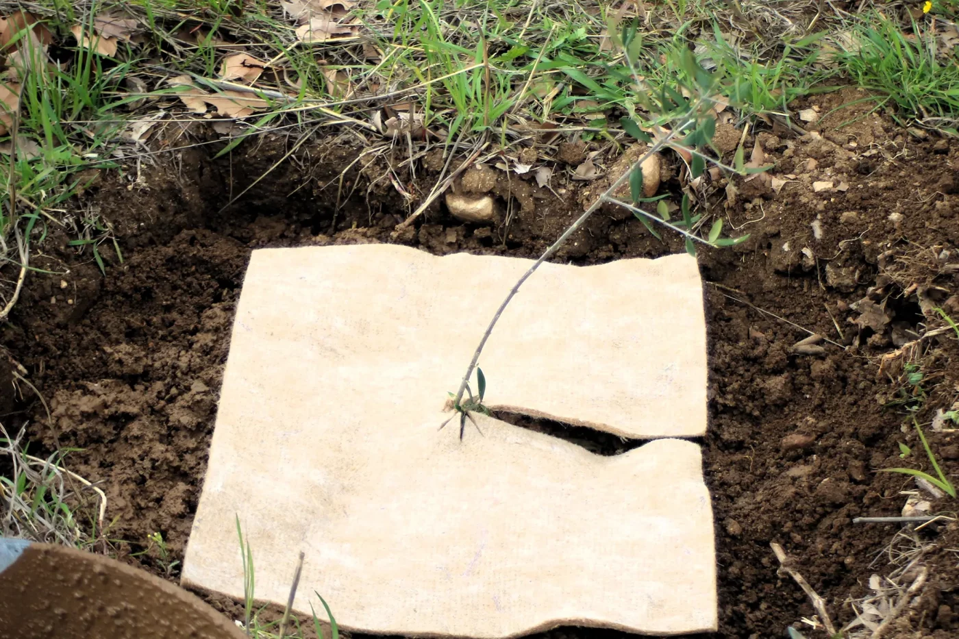 mise en terre des plants doliviers domaine roustan6