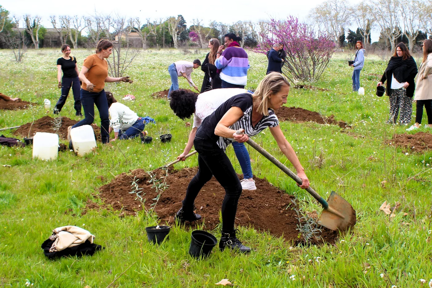 mise en terre des plants doliviers domaine roustan9