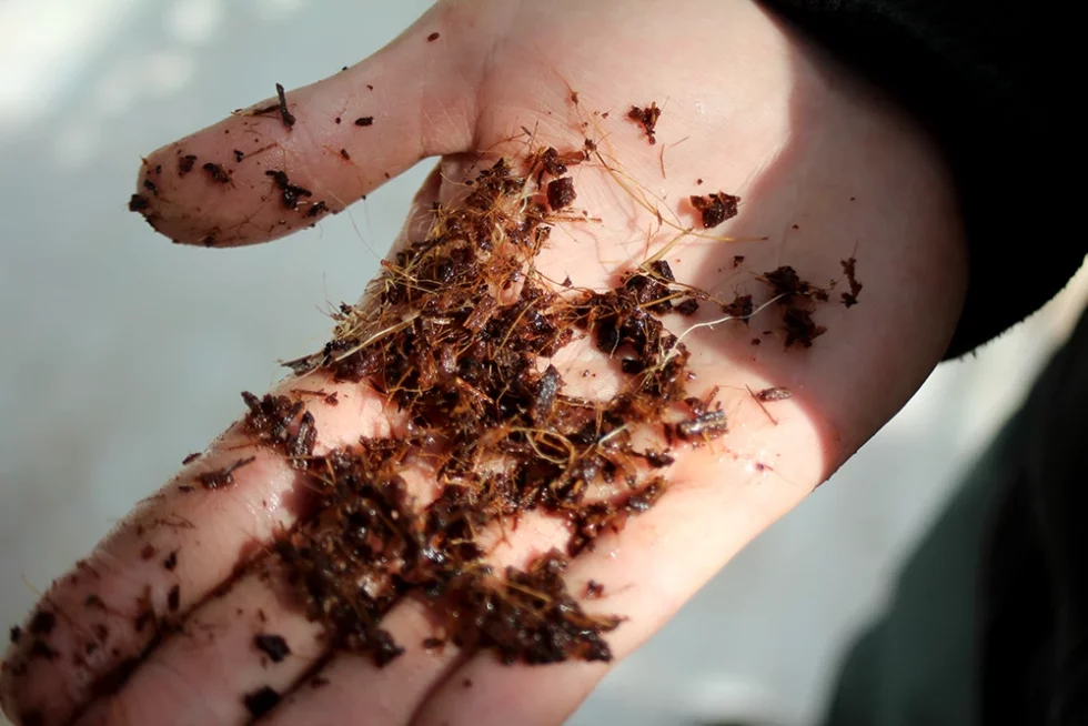 visite pépinière valbray hyères production de fraises (10)