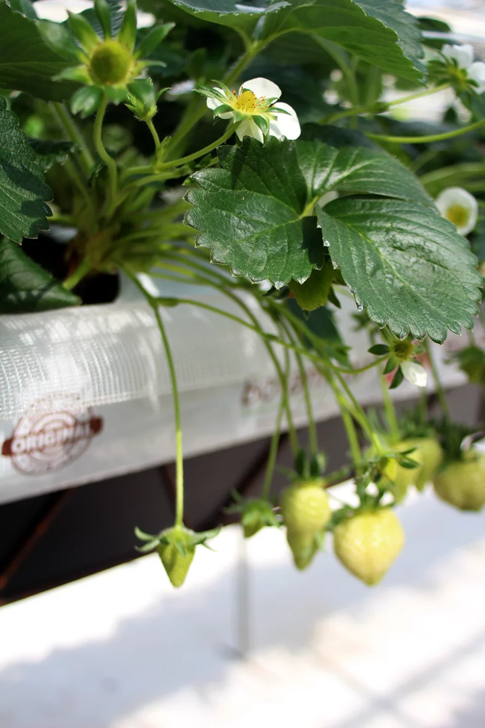 visite pépinière valbray hyères production de fraises (11)