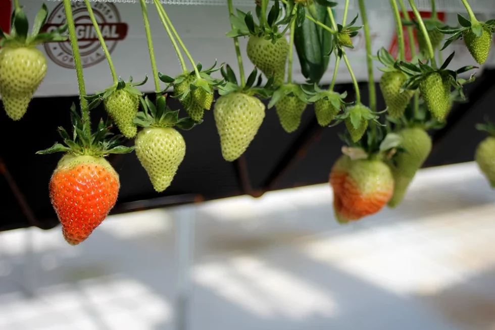 visite pépinière valbray hyères production de fraises (12)