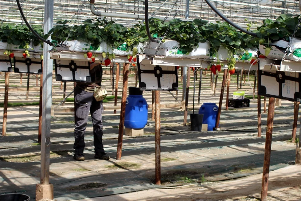 visite pépinière valbray hyères production de fraises (13)