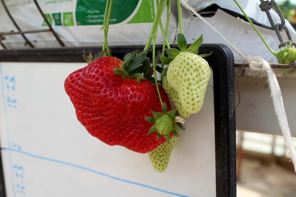 visite pépinière valbray hyères production de fraises (14)