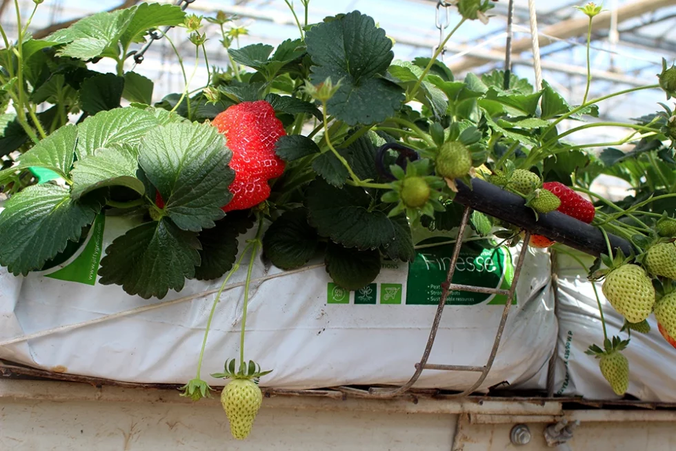 visite pépinière valbray hyères production de fraises (15)