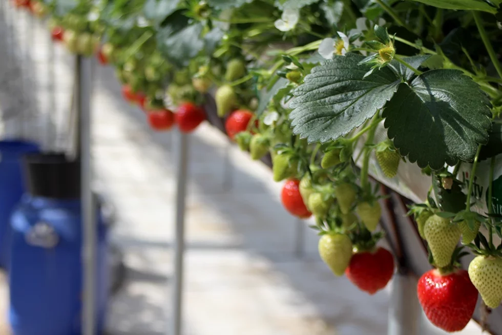 visite pépinière valbray hyères production de fraises (17)