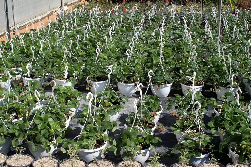 visite pépinière valbray hyères production de fraises (19)