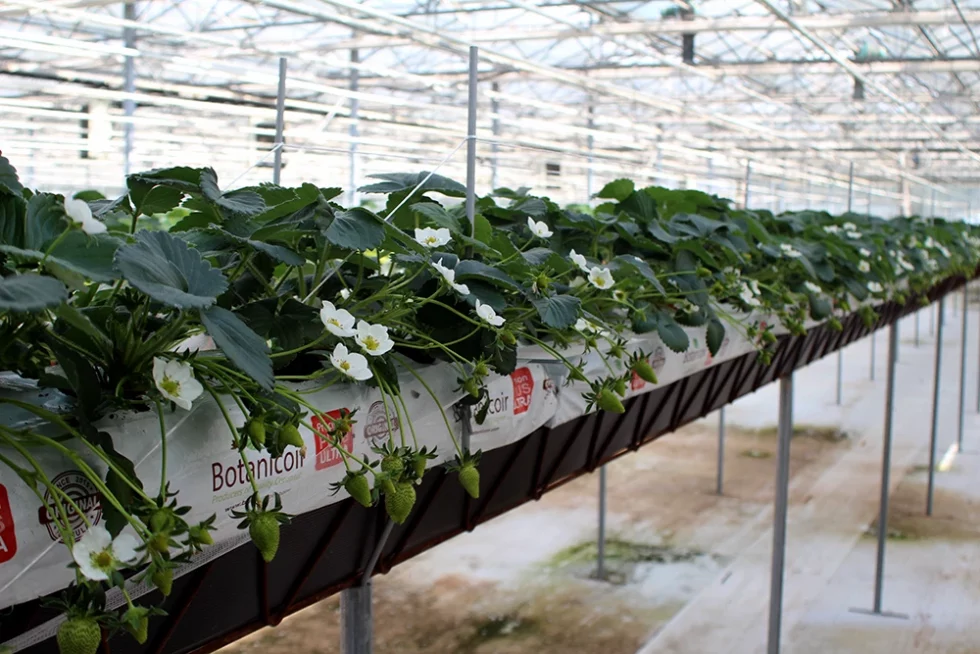 visite pépinière valbray hyères production de fraises (4)