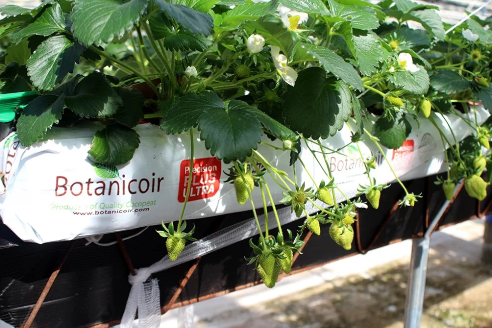 visite pépinière valbray hyères production de fraises (5)