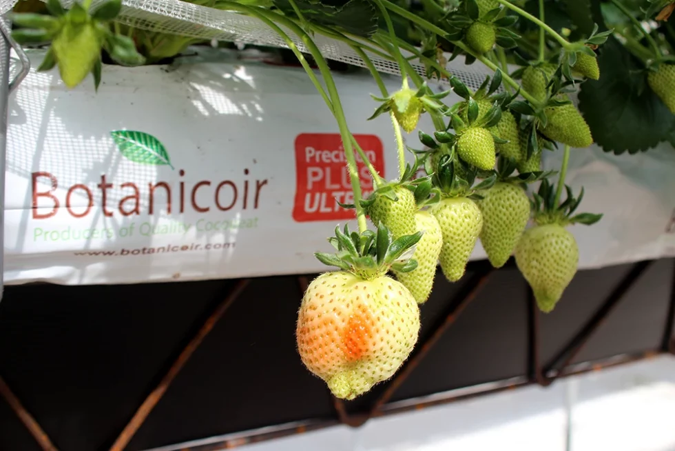 visite pépinière valbray hyères production de fraises (6)