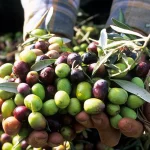 Brémond Fils : une récolte d’olives ingénieuse avec le Domaine camarguais des Bastidettes