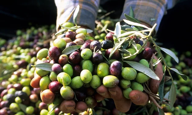 Brémond Fils : une récolte d’olives ingénieuse avec le Domaine camarguais des Bastidettes