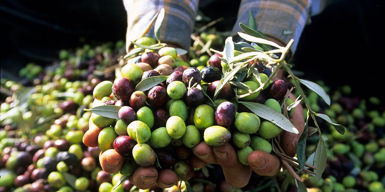 Brémond Fils : une récolte d’olives ingénieuse avec le Domaine camarguais des Bastidettes