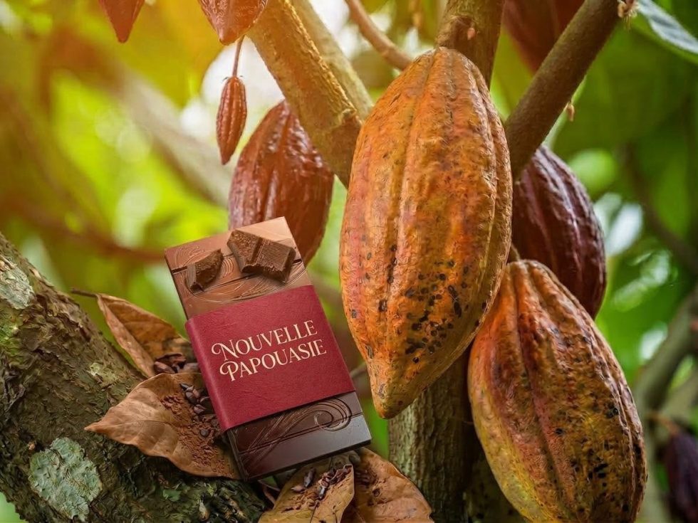cabosse de cacao nouvelle papouasie